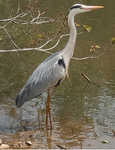 bird.png